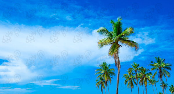 تصویر ساحل گرمسیری سریلانکا با آسمان آفتابی