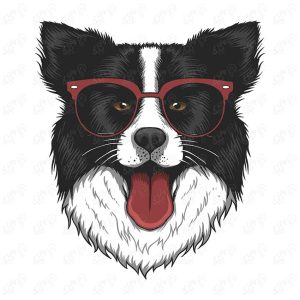 وکتور نقاشی رنگی سگ بوردر کولی با عینک